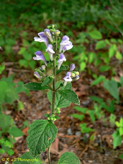 {Scutellaria elliptica var. hirsuta}